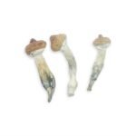 Buy Penis Envy Magic Mushroom