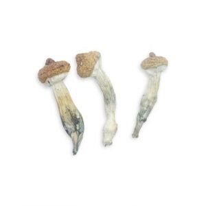 Buy Penis Envy Magic Mushroom