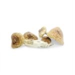 Magic Mushrooms Buy Online​.