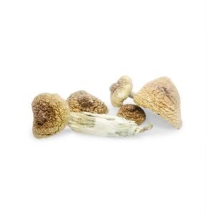 Magic Mushrooms Buy Online​.