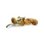 Penis Envy Magic Mushroom - Image 2