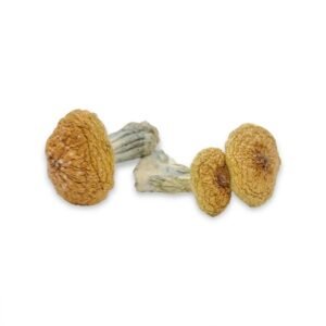 Magic Mushrooms Buy