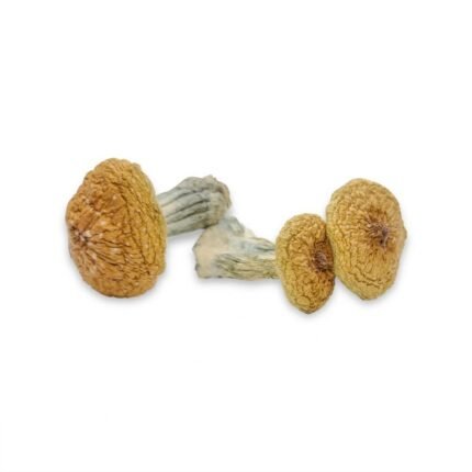 Magic Mushrooms Buy