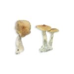 Jedi Mind Fuck Magic Mushroom - Image 2