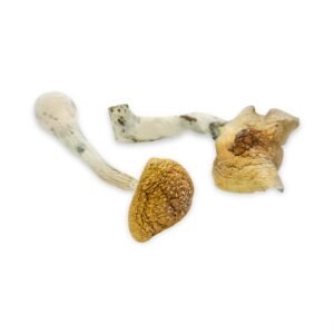 Golden Mammoth Magic Mushroom