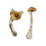 Golden Mammoth Magic Mushroom - Image 2