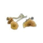 Buying Psychedelic Mushrooms