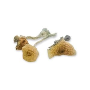Buying Psychedelic Mushrooms