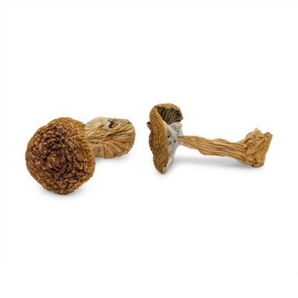 Penis Envy #6 Magic Mushroom