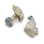 Avery Albino Magic Mushroom