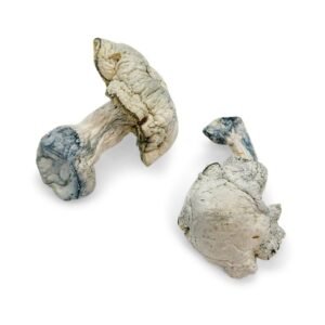 Avery Albino Magic Mushroom