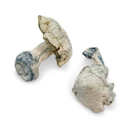 Avery Albino Magic Mushroom