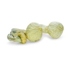 Buy Albino Penis Envy Magic Mushroom