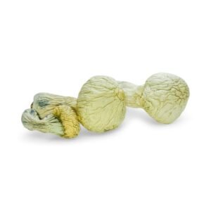 Buy Albino Penis Envy Magic Mushroom