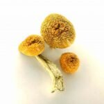 Amazonian Cubensis Magigic mushroom