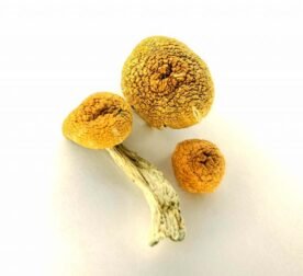 Amazonian Cubensis Magigic mushroom
