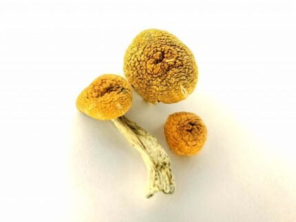 Amazonian Cubensis Magigic mushroom