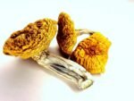 Burmese Blue Dream Magic Mushrooms - Image 2