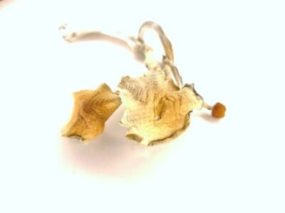 magic mushrooms sale