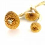 Magic Mushrooms For Sale