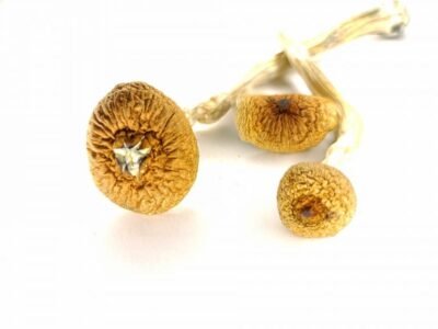 Magic Mushrooms For Sale