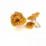psilocybin mushrooms buy
