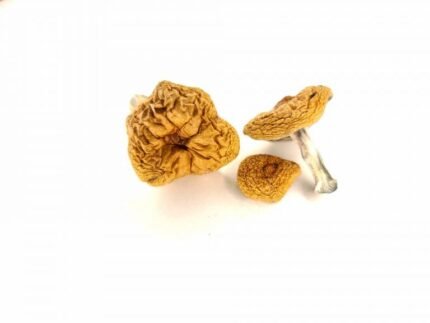 psilocybin mushrooms buy