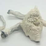 buy magic mushroom