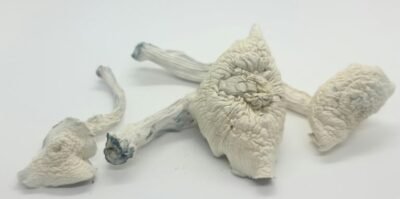 buy magic mushroom