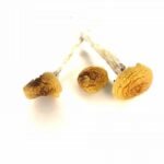 buy magic mushrooms​