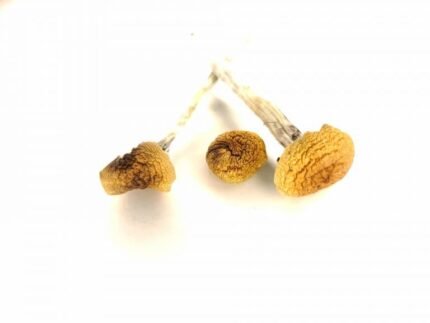 buy magic mushrooms​